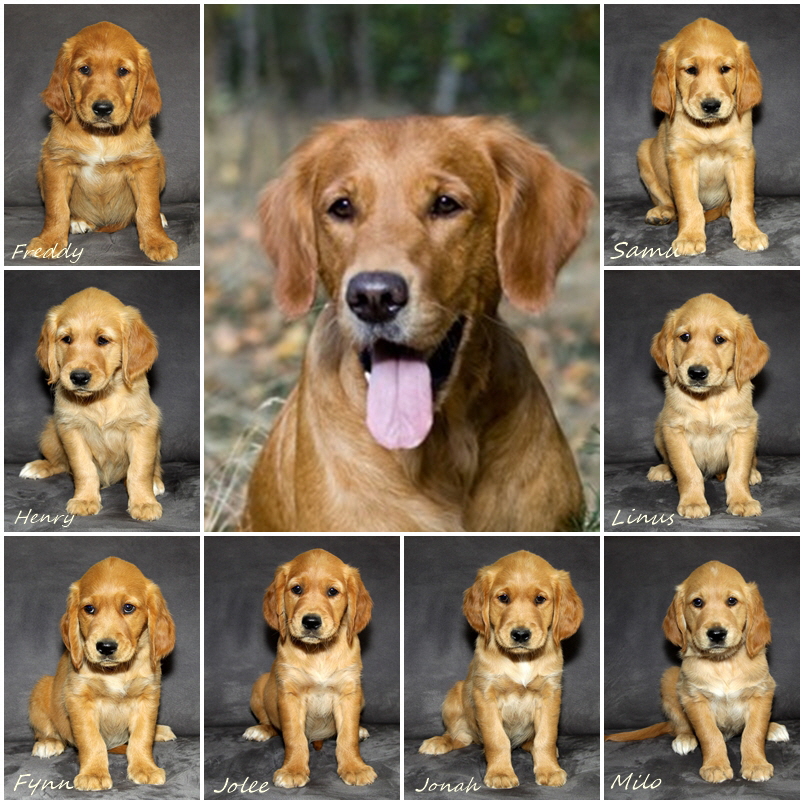 F-Wurf Collage F-Wurf Collage