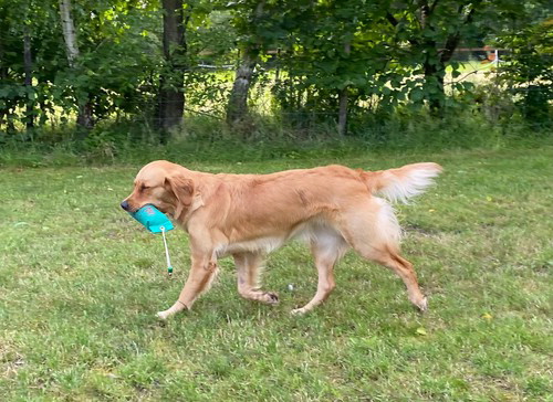 GipsyPHOTO-2021-07-06-18-54-272