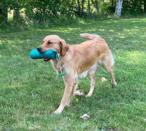 GipsyPHOTO-2021-07-06-18-54-274