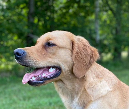 GipsyPHOTO-2021-07-06-18-54-275